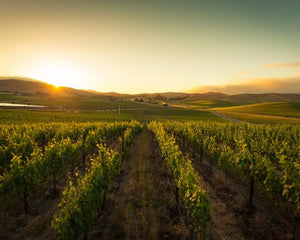 Grgich Hills Napa Valley Selection