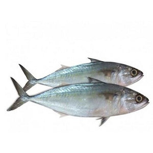 Mackerel Fish