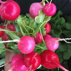 Radishes, Cilantro