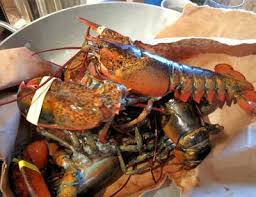 Live! Maine Lobster