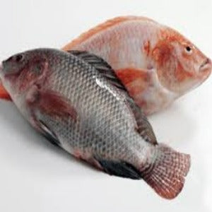 Tilapia Fillet